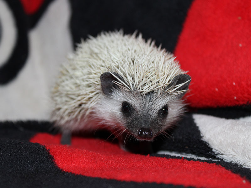Chaka