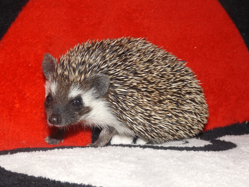 Tapioca