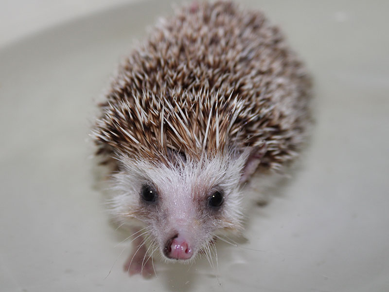 Hobbs