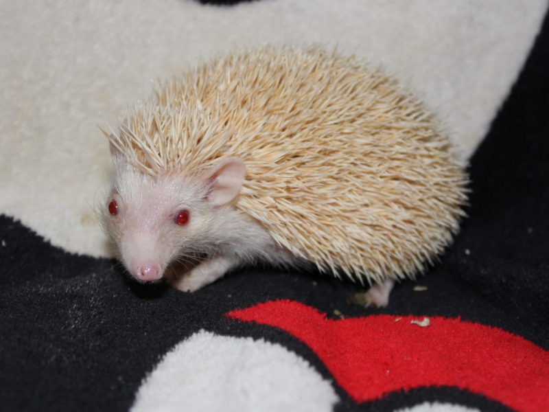 Nala
