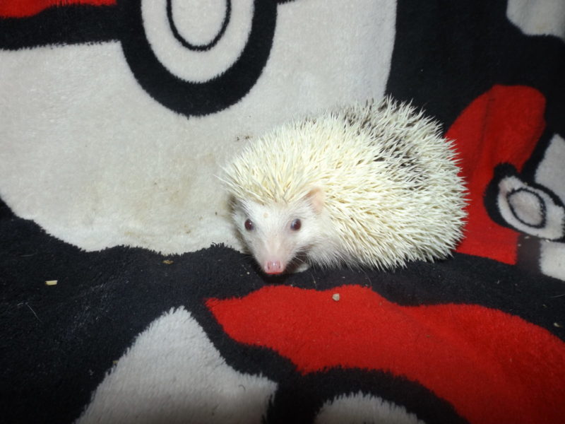 Norah