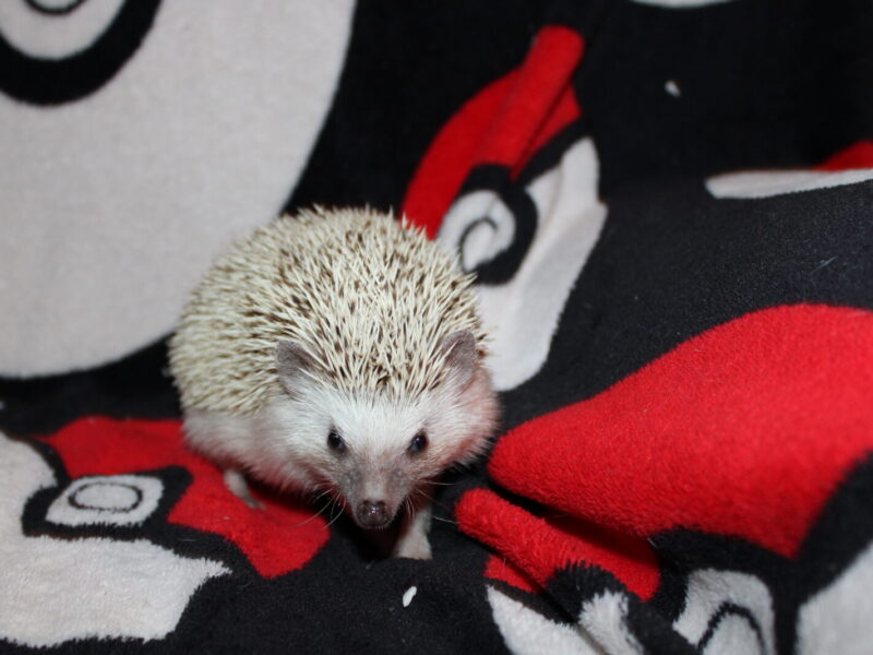 Astrid