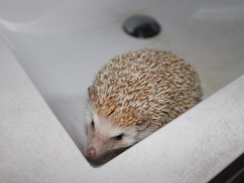 Harry