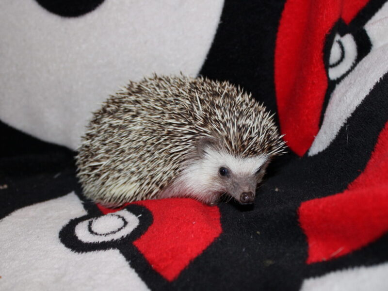 Henrick