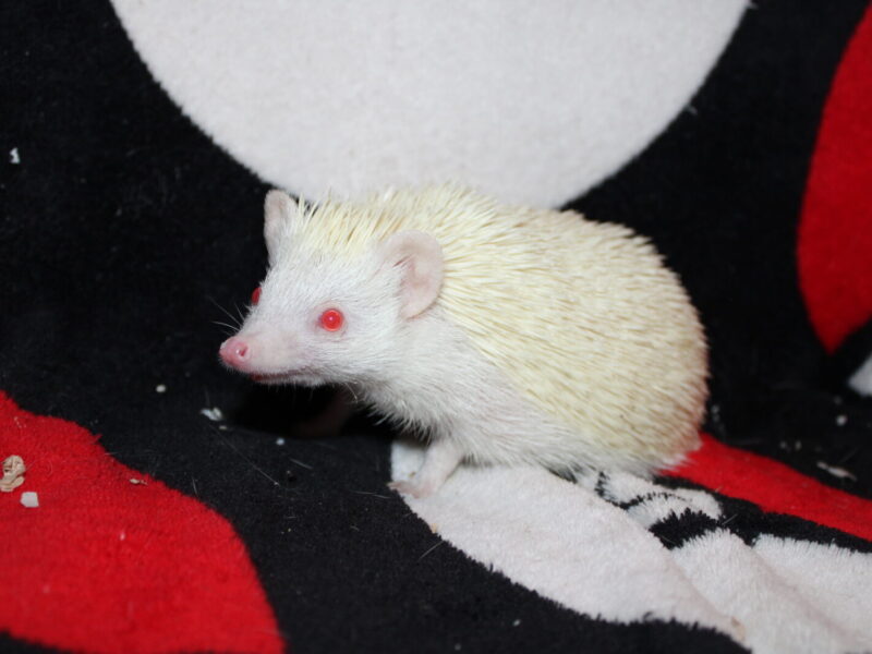 Jula