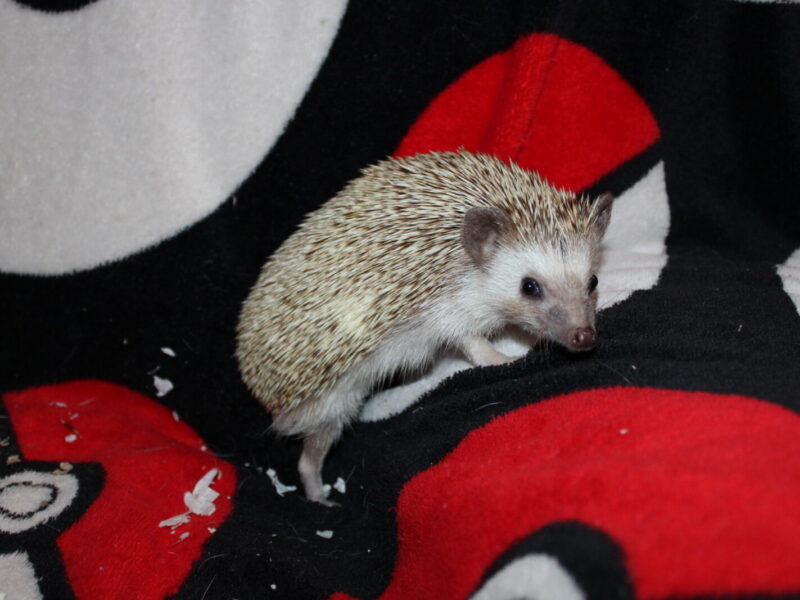 Lixy