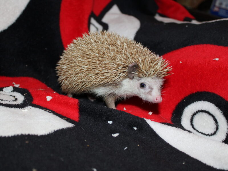 Princesse Peach