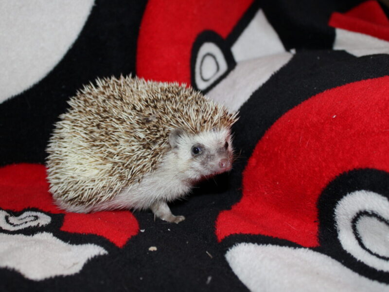 Charlie