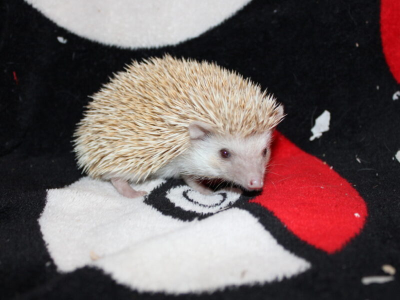 Mr Henri